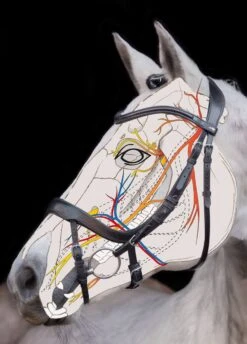 Schockemohle Equitus Alpha Bridle - Black -Equestrian Supply Store equitusalphascetch 2