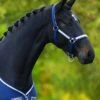Rambo Grand Prix Headcollar - Navy/Blue -Equestrian Supply Store fm 2014 05 09 10 12 03 80383