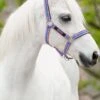 Amigo Headcollar - Grape/Pink/White -Equestrian Supply Store graprpink