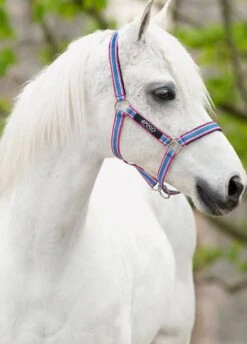 Amigo Headcollar - Grape/Pink/White