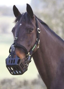 Greenguard Headcollar - Black