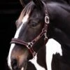 Rambo Padded Headcollar - Black/Tan/Orange -Equestrian Supply Store hwheadcollarblack2rdy