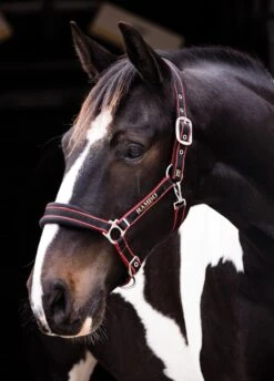 Rambo Padded Headcollar - Black/Tan/Orange