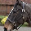 Mark Todd Leather Headcollar - Havana/White -Equestrian Supply Store mark todd leather headcollar 1rdy