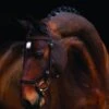 Rambo Micklem Competition Bridle - Brown -Equestrian Supply Store mick2