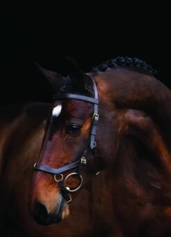 Rambo Micklem Multi Bridle - Brown