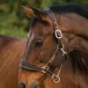 Rambo Padded Headcollar - Witney Gold 2 Rambo Padded Headcollar - Witney Gold -Equestrian Supply Store paddedheadcollar