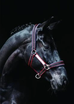 Rambo Padded Headcollar - Witney Cherry