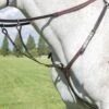 Shires Avignon Breastplate - Havana -Equestrian Supply Store shires avignon breastplate havana 1rdy