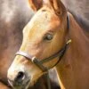 Shires Velociti GARA Leather Foal Slip - Havana -Equestrian Supply Store shires gara leather foal slip havana 1rdy
