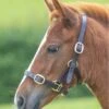 Shires GARA Adjustable Leather Headcollar - Havana 2 Shires GARA Adjustable Leather Headcollar - Havana -Equestrian Supply Store shires leather headcollar havana 1rdy