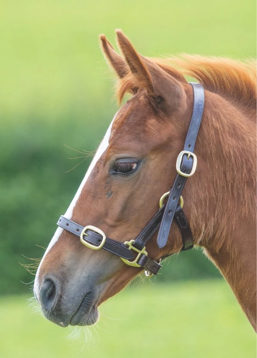 Shires GARA Adjustable Leather Headcollar - Havana 3 Shires GARA Adjustable Leather Headcollar - Havana