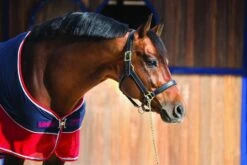 Rambo Sport Cooler - Navy/Red/Grey -Equestrian Supply Store sportcooler2