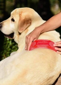 KM Elite Strip Hair Gentle Groomer - Pet -Equestrian Supply Store striphairred2