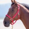 Shires Topaz Padded Headcollar - Red -Equestrian Supply Store topazhcred.rdy