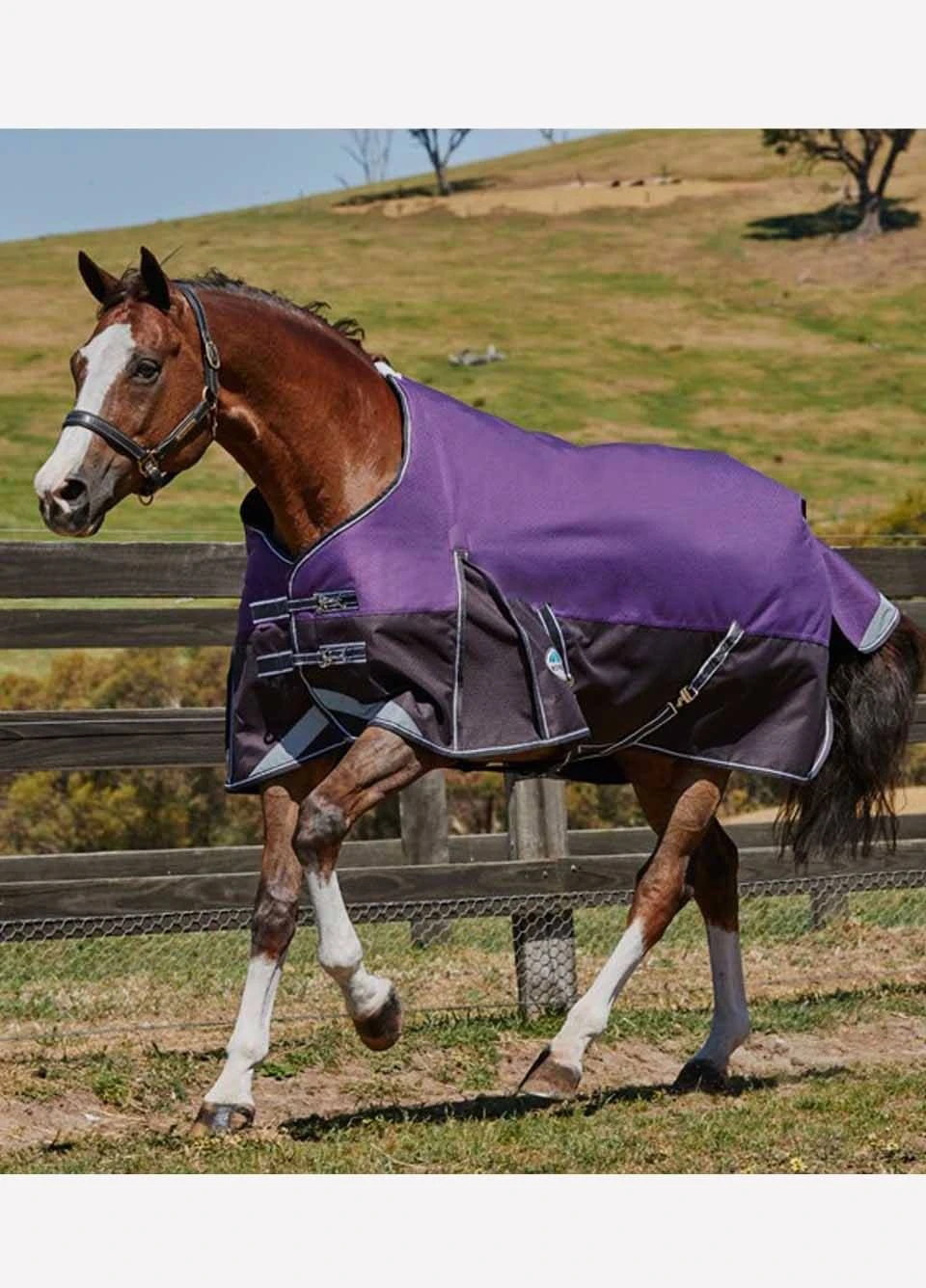 Weatherbeeta Comfitec Plus Dynamic Standard Neck Medium/Lite Turnout - Purple/Black 3 Weatherbeeta Comfitec Plus Dynamic Standard Neck Medium/Lite Turnout - Purple/Black