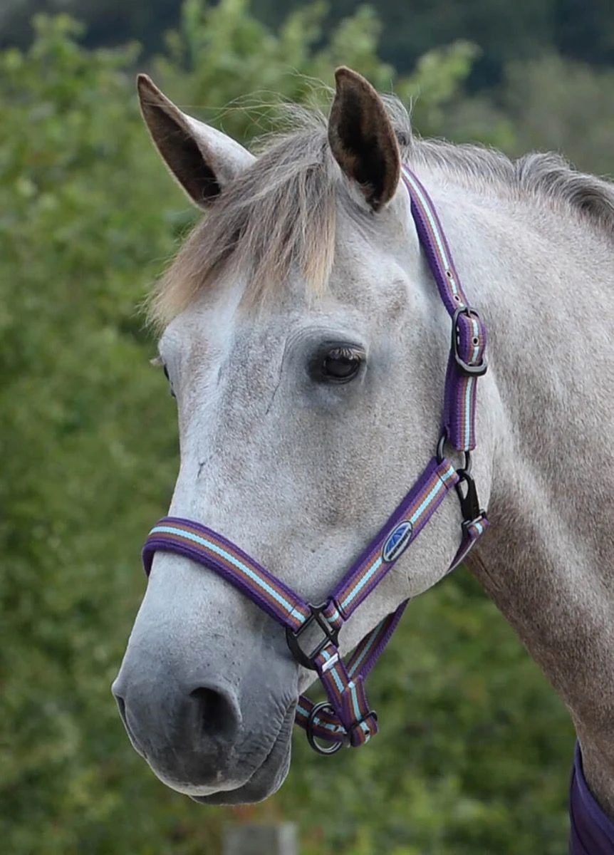 Weatherbeeta Coordinate Headcollar - Purple/Brown/Blue 3 Weatherbeeta Coordinate Headcollar - Purple/Brown/Blue